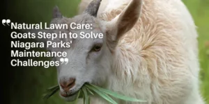 NEWS YERS – Natural Lawn Care_ Goats Step in to Solve Niagara Parks’ Maintenance Challenges_11zon