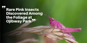 Rare Pink Insects Discovered Among the Foliage at Ojibway Park_11zon