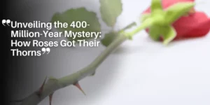 Unveiling the 400-Million-Year Mystery_ How Roses Got Their Thorns_11zon