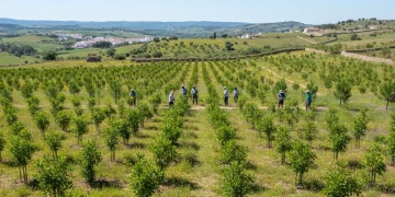 Bosque reforestado en España con nuevos árboles creciendo y voluntarios trabajando activamente.